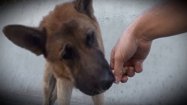 Собаку погладили впервые в жизни! На это невозможно смотреть без слёз!