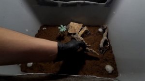 Пустынный террариум для эублефара. Террариум для эублефара. Как обустроить террариум для эублефара.