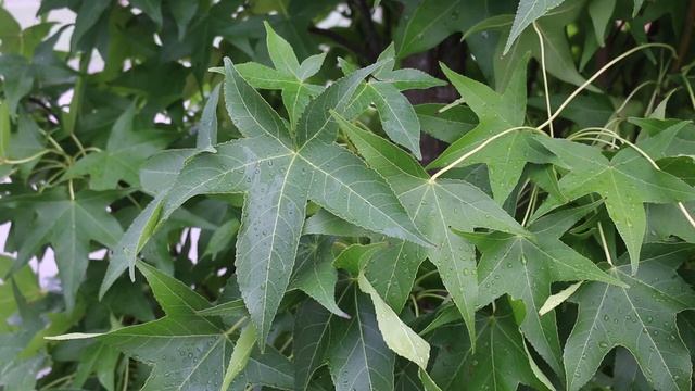 Slender Silhouette sweetgum (Liquidambar styraciflua 'Slender Silhouette') - Plant Identification смотреть онлайн