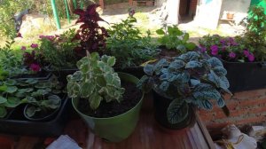 Плектрантус в народе мята. Посадка в кашпо и мой ассортимент