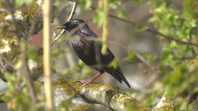 Скворец птица. Скворец живущий в скворечнике смотреть онлайн