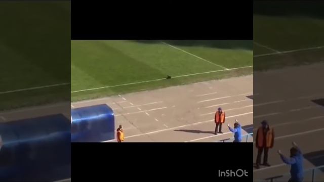 В Воронеже во время футбольного матча «Факела» в тренера бросили живого петуха смотреть онлайн