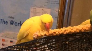 Как определить пол ожерелового попугая! мои наблюдения! Ringneck parrot.