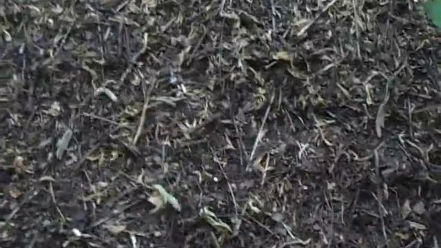 гусеницы в муравейнике смотреть онлайн