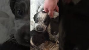 Русский охотничий спаниель. Самая классная собака!!!