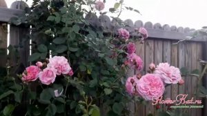 Роза Лавендер Лесси / Lavender Lassie