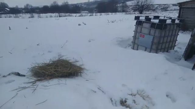 Рожаем, или не рожаем? Верные признаки скорого окота смотреть онлайн