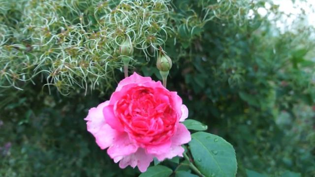 Пересорт цветов: обманутые ожидания смотреть онлайн