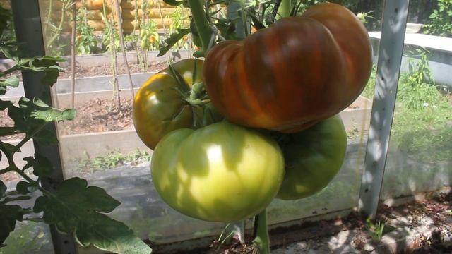 Сорт - "МАЛАХИТОВАЯ ШКАТУЛКА". Томаты от Фёдора. смотреть онлайн