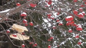 Каждый день я чувствую себя все лучше и лучше!