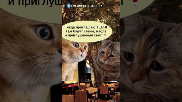 Романтическое свидание #мем #мыкотики #приколы #юмор #разговор #анекдот #шутки #котики смотреть онлайн