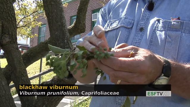 Trees with Don Leopold - blackhaw viburnum смотреть онлайн