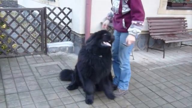 12 Самых Добрых Собак в Мире смотреть онлайн