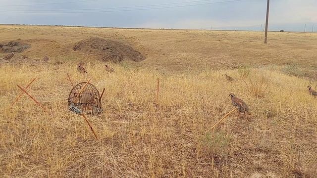 2 августа 2023 г. пакличка шер паланг смотреть онлайн