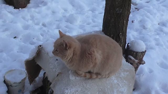 Бездомные коты на даче Вязьмичи, возьмите котика домой Homeless cats in the country смотреть онлайн