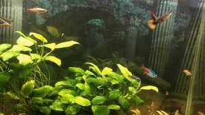 Как почистить аквариум из акрила