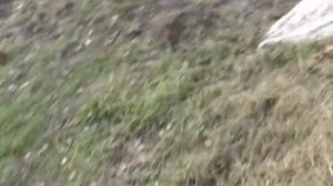 выгул для кур