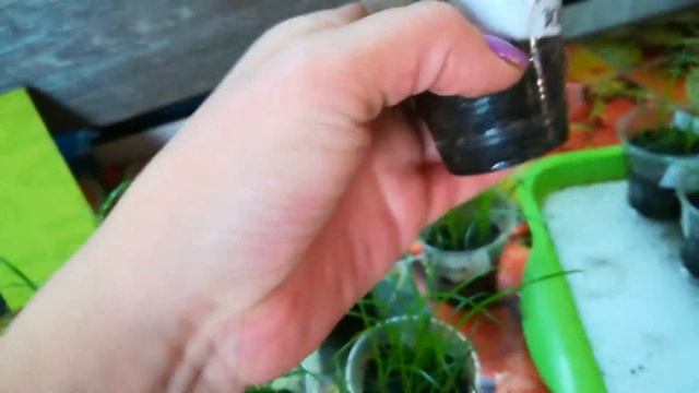 циперус из семян. всходы. 2 месяца смотреть онлайн