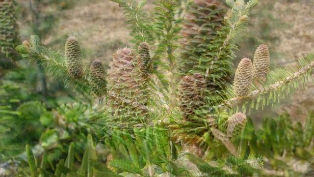 Abies koreana смотреть онлайн