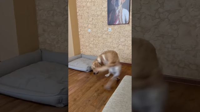 Лайфхак для ленивых 😂 смотреть онлайн