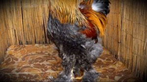 Породы домашних петухов