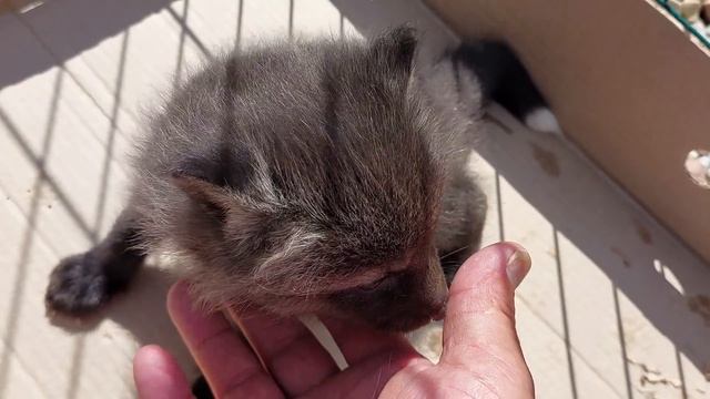 Лисичка Леся. Первая прогулка смотреть онлайн