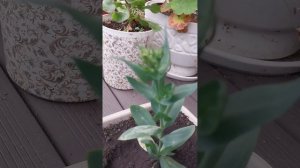 эустома карликовая