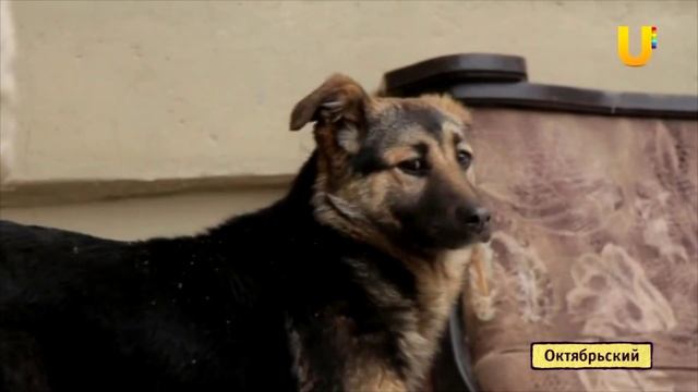 В городе работает группа "Второй шанс", оказывающая помощь бездомным животным смотреть онлайн