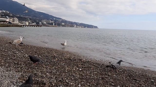 Шум моря #ПриродаЮжногоБерегаКрыма смотреть онлайн