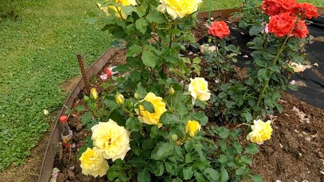 РозаШопен РозаЧайковский РозаПринцессаАлександраОфКентски Клумба с розами