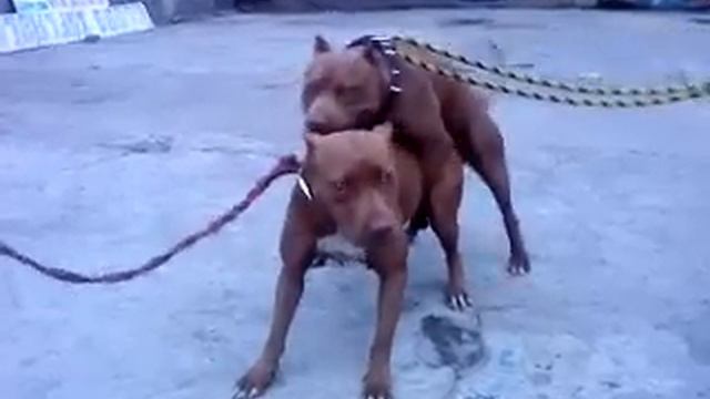 american pitbull red nose смотреть онлайн