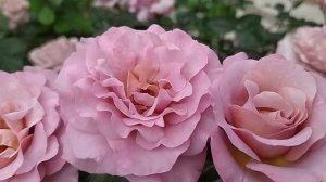 Роза Блю Гёрл/ Rosa Blue Girl