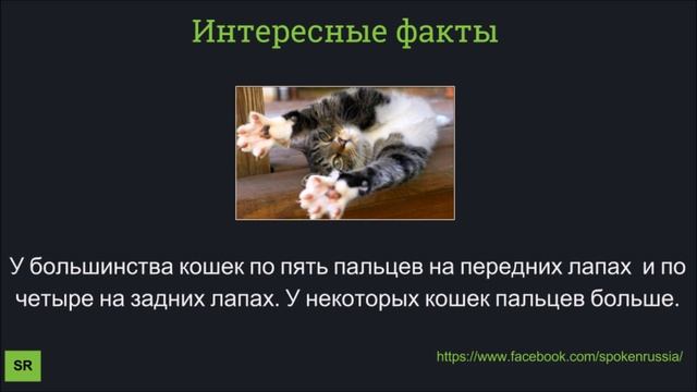 Interesting facts 2(по пять пальцев на передних лапах) смотреть онлайн