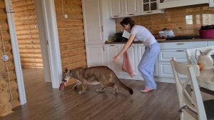 Месси научился добывать себе мясо! Очень хитрая пума