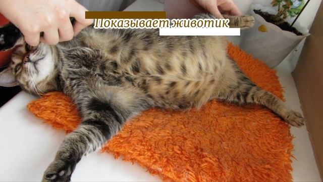 Как кошки говорят СПАСИБО How cats say THANK YOU смотреть онлайн