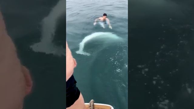 ?Владивосток. Неожиданная встреча в море с Белухой (редкий вид зубастого кита) смотреть онлайн