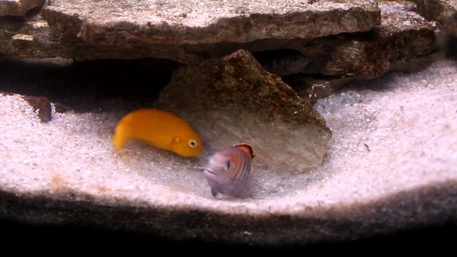 Tropheops Chilumba spawning смотреть онлайн