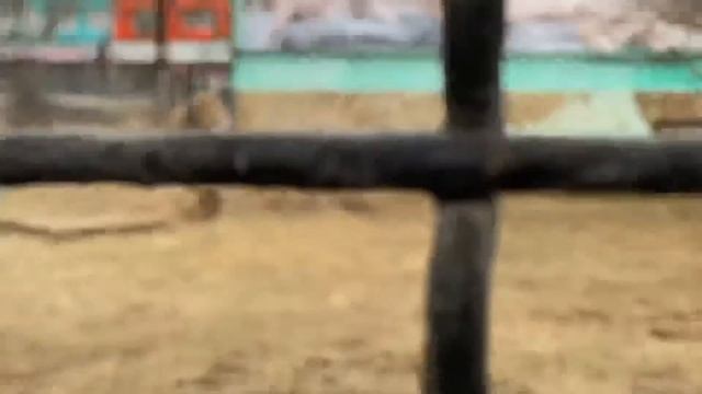 ЧТО СЛУЧИЛОСЬ со львом Чуком ?! смотреть онлайн