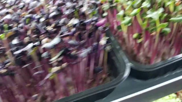 Продам установку для гидропоники (микрозелень) смотреть онлайн