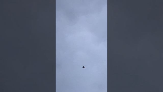 Турецкая Такла в Пятигорске. Арап после линьки лучше моменты😁✋ смотреть онлайн