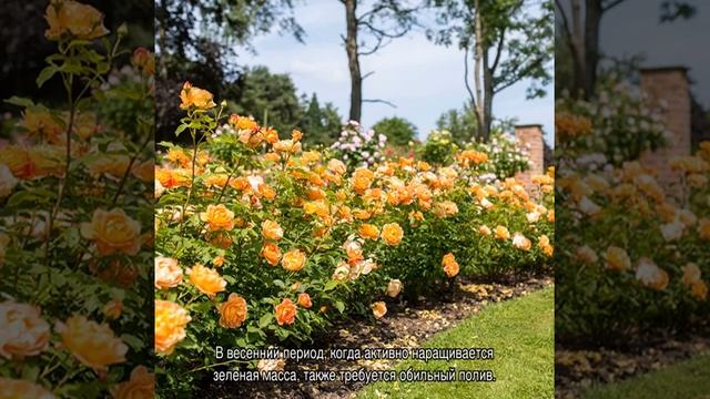 Роза Леди оф Шалот (Lady of Shalott) — характеристики шраба смотреть онлайн
