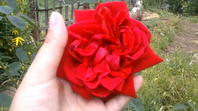 РОЗА БОТЕРО. Meilland. РОЗА ЛЮБВИ И СТРАСТИ. ИЮНЬ 2021 смотреть онлайн