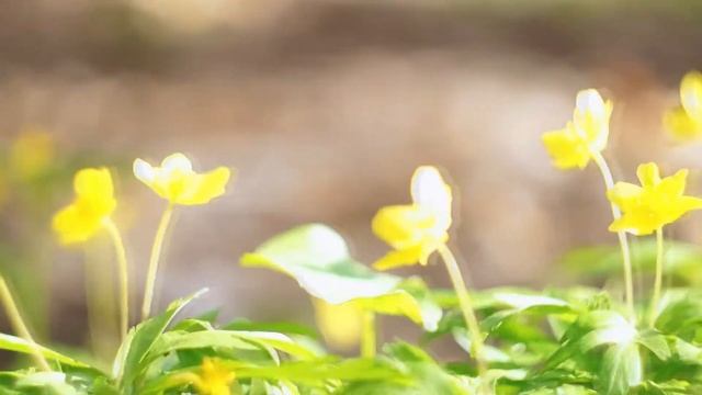 Sony nex f3 Helios 44m 4 Cinematic смотреть онлайн
