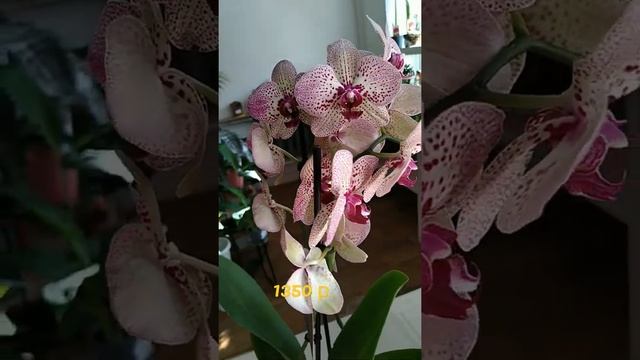 орхидея Клеопатра 29 августа 2021 г. смотреть онлайн