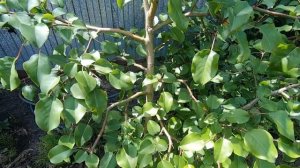 Как отличить побег дикой груши от сортовой.