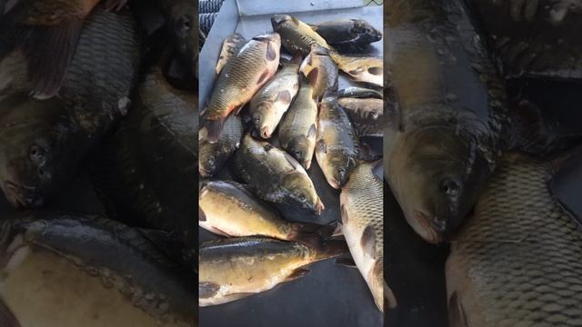 Итоговый обзор сегодняшней рыбалки !!! смотреть онлайн