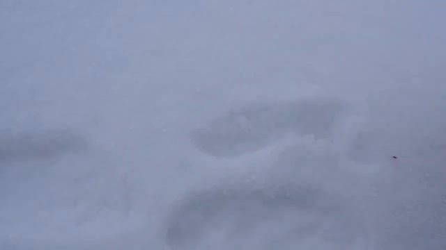 тропление куницы смотреть онлайн