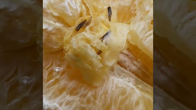 Черви в апельсинах смотреть онлайн