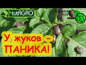 БЕСПЛАТНОЕ СУПЕРСРЕДСВО ОТ КОЛОРАДСКОГО ЖУКА, КЛОПА и других вредителей! Эффект удивит и опытных!
