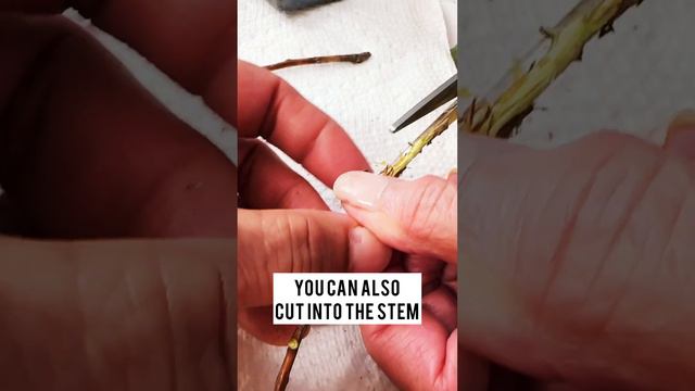 How to Prep Camellia Flowers as Cut Flowers! (#short) Shirley Bovshow смотреть онлайн